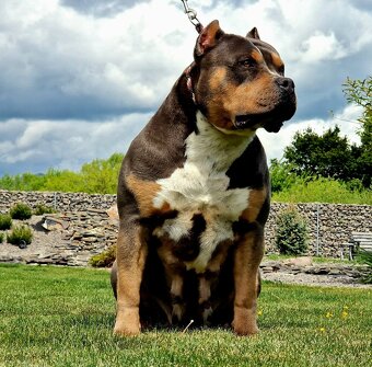 American bully XL XXL - 10