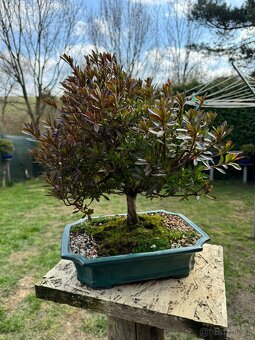 Bonsaj,bonsai Japonske Azalky - 10