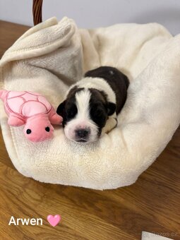 Moskevský strážní pes štěňátka - 10