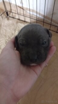 Americký stafordšírský teriér - 10