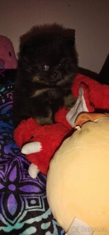 Pomeranian TOP fenečka a pejsek - 10