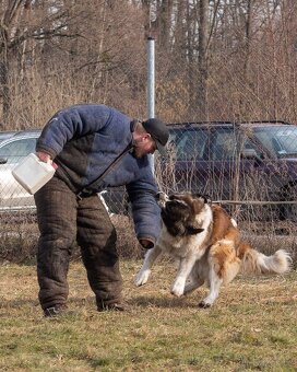 Moskevský strážní pes s PP FCI. - 10