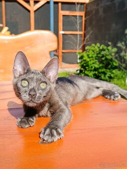 Bengálský kocourek/kotě s PP vzácný Blue Smoke Melanistic - 10