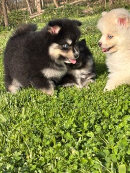 Pomsky / Pomeranian / Husky - 10