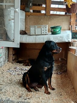 Steně RTW x Ridgeback - poslední volný pes. K ODBĚRU - 10