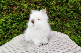 Zakrslý králík, králíček - TEDDY - ONDŘEJ a OTA - 10