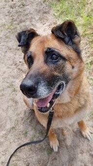 ROXY K ADOPCI - vděčná, nenáročná seniorka - 10