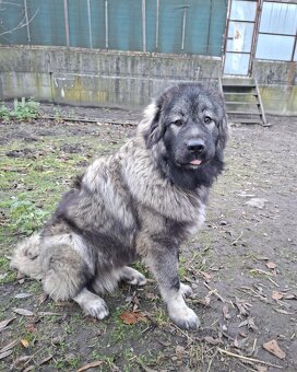 Štenátko Kaukazský ovčiak - 10