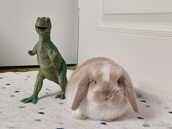 ★Volný Sameček Zakrslý Beránek MiniLop★ - 10