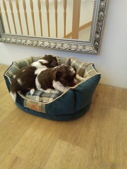 Jorkšírský teriér - 10