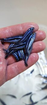 Tlamovci Malawi - 10