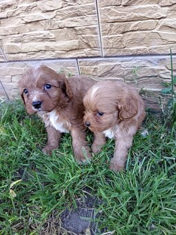 Cavapoo,cavapo - 10