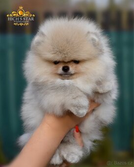 Pomeranian s PP FCI - 10
