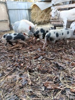 Gottingenská mini-prasátka - 10