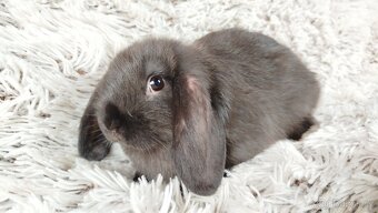 Zakrslý beránek, králíček, králík - PEGGAS - 10