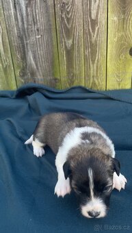 Štěňata border kolie - 10