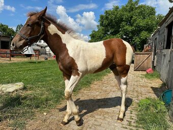 Predám 10 ročného žrebca Paint Horse - 10