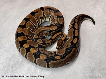 Krajta královská subadult a adult - 10