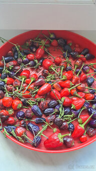 Chilli semínka 7 druhů ,Scorpion,Naga Moritch, Zvonečkové, A - 10