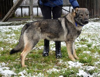 BOLEK K ADOPCI - 1,5 ROKU, PŘÁTELSKÝ,KONTAKTNÍ,HRAVÝ - 10