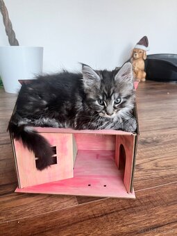 Maine coon s PP - 10
