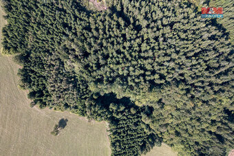Prodej lesa, 8743 m², Valašská Senice - 10
