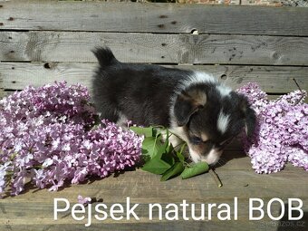 Welsh Corgi Pembroke, s PP FCI, NATURAL BOB - 10