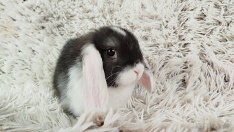 Zakrslý beránek,králík, králíček - ELIŠKA - 10