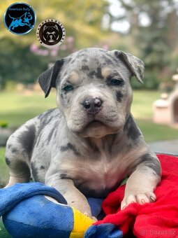 American Bully XL / XXL - 10