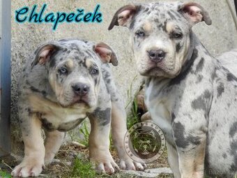 American Bully XL / XXL - 10