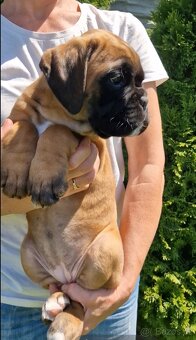 Nemecky boxer s pp - - 10