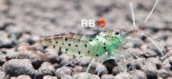 TOP AKVA KREVETKY PREMIUM Caridina a Neocaridina - Odchovy - 10