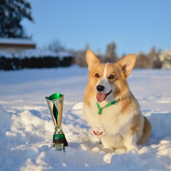 Fenka Welsh Corgi Pembroke s PP - 10