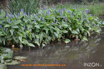 vodní rostliny bahenní rostliny - 10