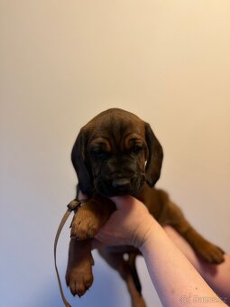 Bavorský barvář - 10