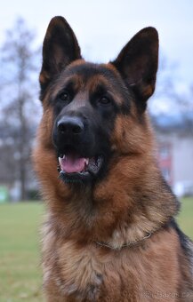 Německý Ovčák - 10