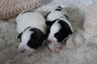 Jack Russell Teriér s PP - 10