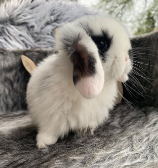 ❤️❤️miminka Minilop Kralicek Beránek - 10