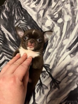 Čokoládový malinký nádherný chlapeček s PP FCI, Čivava - 10