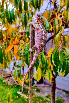 chameleon pardálí, terárium - 10