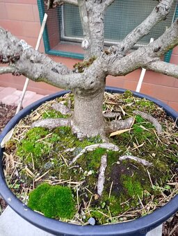 Jírovec manďal (kaštan) bonsai - 10