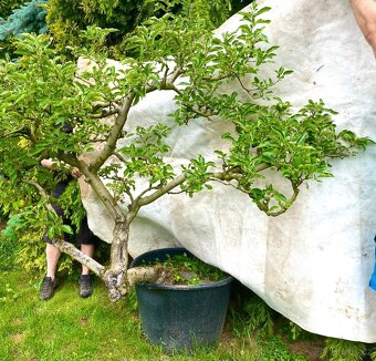 Jabloně basaie/yamadori - 10