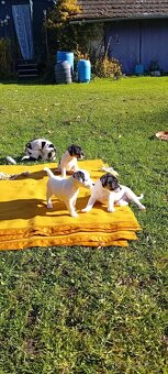 JACK RUSSEL TERIÉR - 10