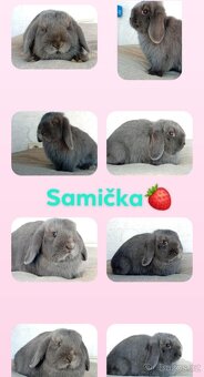 Samička Zakrslý Beránek MiniLop ❤️❤️ - 10