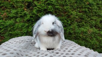 Zakrslý beránek, králíček, králík -MOLLY - 10