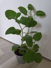 Krásné rýmovníky - 10