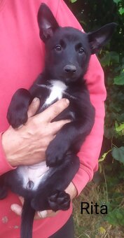 Belgický ovčák malinois - 10