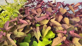 Ipomoea Batatas Povíjnice batátová - 10