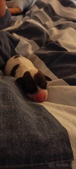 Štěňata Jack Russell teriér - 10