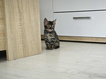 Bengálska kočka,kocour,Bengal - 10